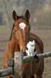 Dicke Freunde
