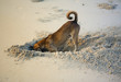 dogs in sands