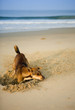 sands dog