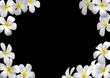 Composition de fleurs de frangipanier