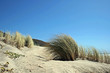 Reeds bent in the wind at the beach Reeds bent in the wind at the beach