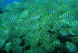 Striped fish schooling Striped fish schooling