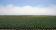 Green farm land below white cloud blanked Green farm land below white cloud blanked
