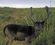Young elk buck Young elk buck