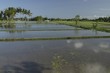 Bali - Ubud - rizières