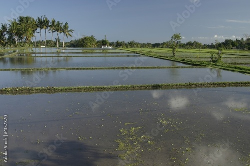 Foto: Bali - Ubud - rizières Bali - Ubud - rizières