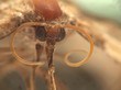 Moth long antennae