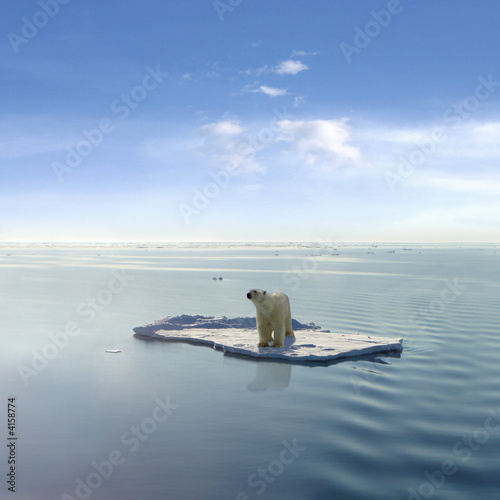 Foto: The last Polar Bear The last Polar Bear