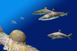 Sharks2Reef