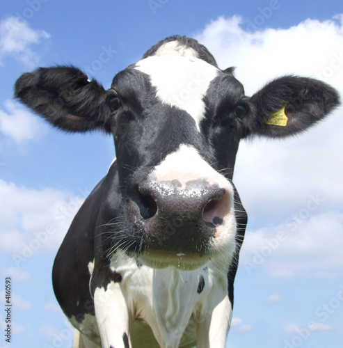 cow