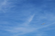 Goéland dans le ciel