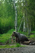 ours brun finlandais