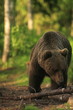 ours finlandais ours finlandais