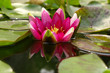 Fleur de lotus