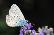 Papillon