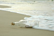 Bottle with Message and Waves