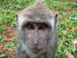 petit singe