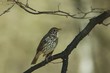 Song Thrush (Turdus philomelos) Song Thrush (Turdus philomelos)