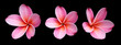 Fleur de frangipanier