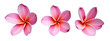 Fleur de frangipanier