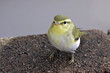 Vogel