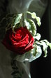 Blume