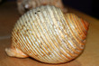 Sea Shell Sea Shell