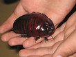 Huge Cockroach Huge Cockroach