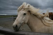 islandpony islandpony