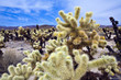 Chollo Cacti