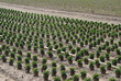 Chrysanthem Plantage