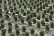 Chrysanthem Plantage