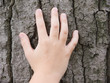  Palm