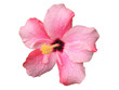 pink hibiscus