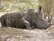 Rhinocéros Rhinocéros