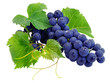 Fresh grape cluster with green leafs