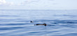 Dolphins Dolphins
