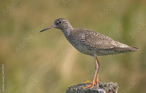 Strandlaeufer