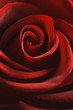 rote Rose