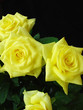 yellow roses on black