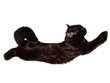 Cat-acrobat