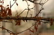 Dry leaves Dry leaves