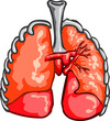 Illustration: Human Lungs Human Lungs