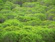Forêt de pins verts
