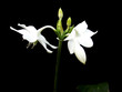 lys de la vierge sur fond noir