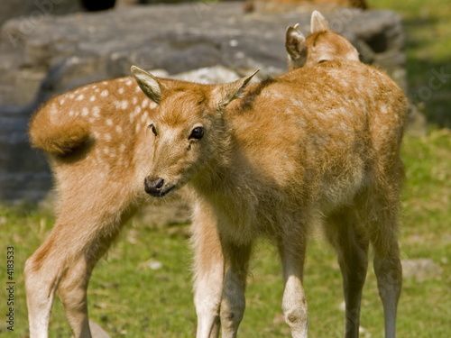 Pere deer Pere deer