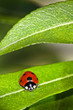 Ladybug
