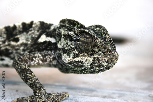 Chameleon