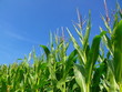 Maisfeld
