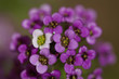 Romantic Honey Scented Alyssum Romantic Honey Scented Alyssum